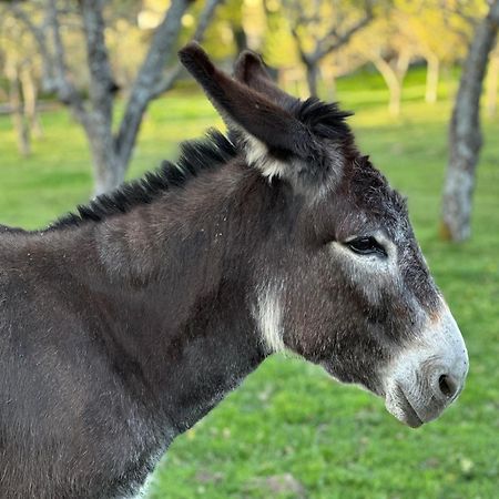 Pazo Da Pena Manzaneda Otel Dış mekan fotoğraf