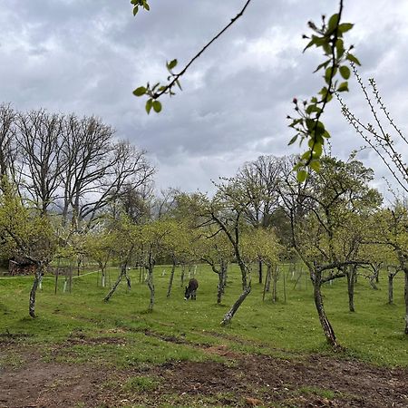 Pazo Da Pena Manzaneda Otel Dış mekan fotoğraf