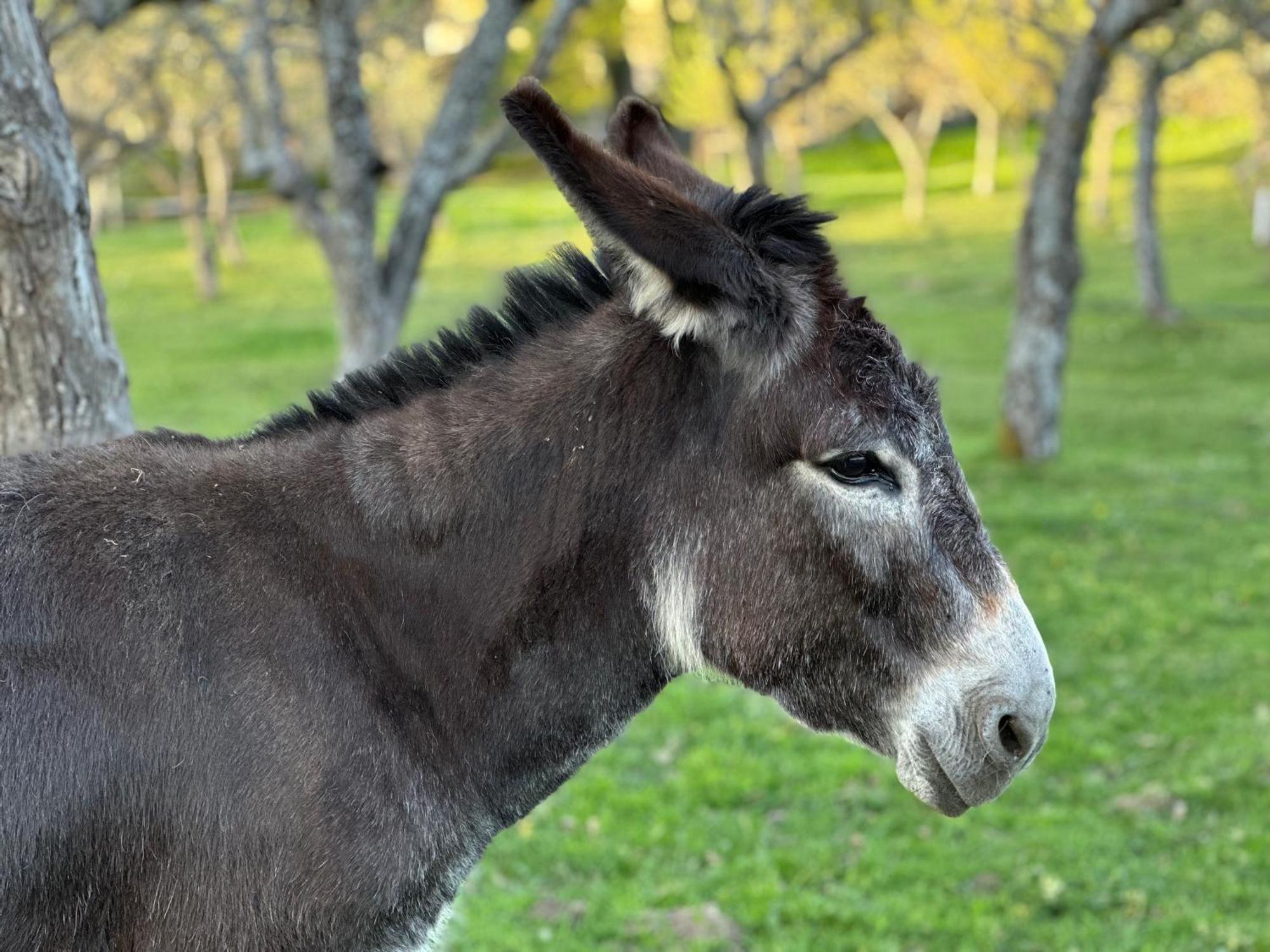 Pazo Da Pena Manzaneda Otel Dış mekan fotoğraf