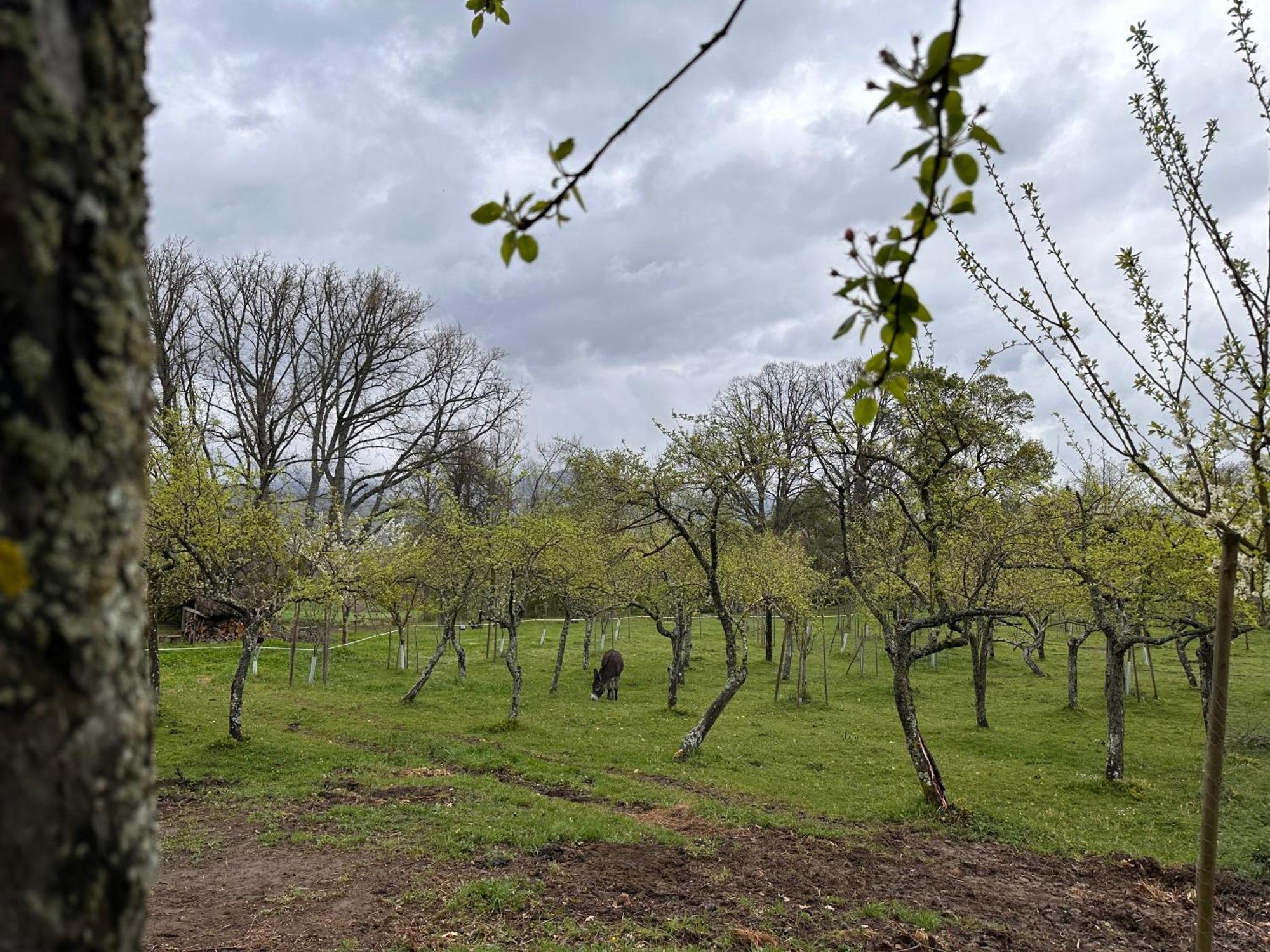 Pazo Da Pena Manzaneda Otel Dış mekan fotoğraf