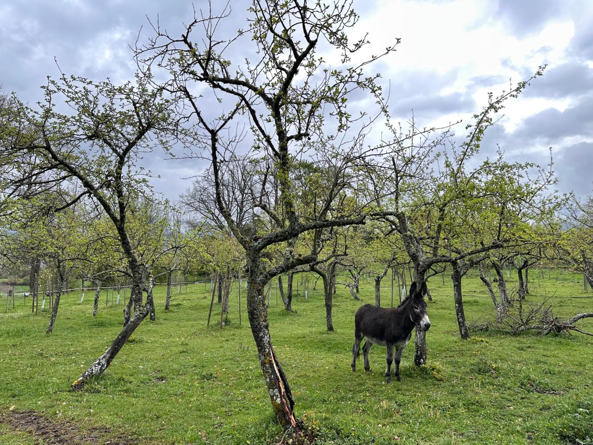 Pazo Da Pena Manzaneda Otel Dış mekan fotoğraf