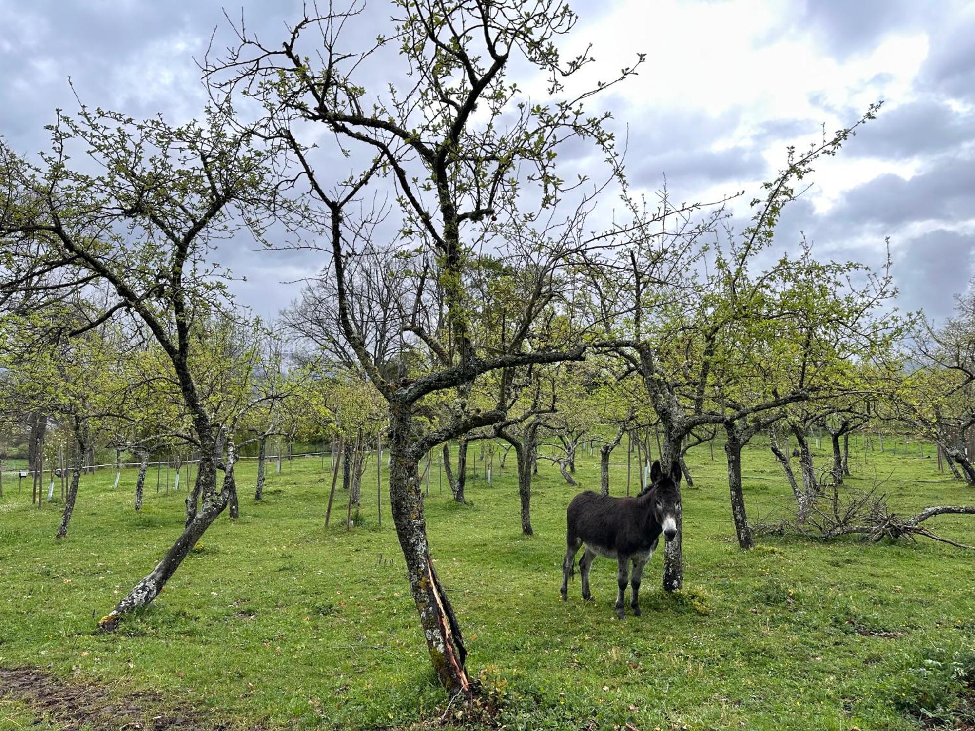 Pazo Da Pena Manzaneda Otel Dış mekan fotoğraf